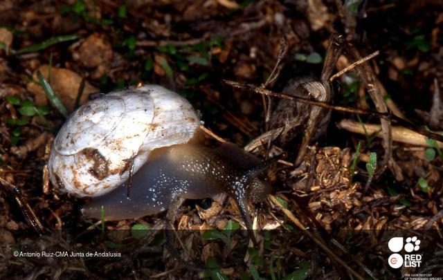 Helicella stiparum