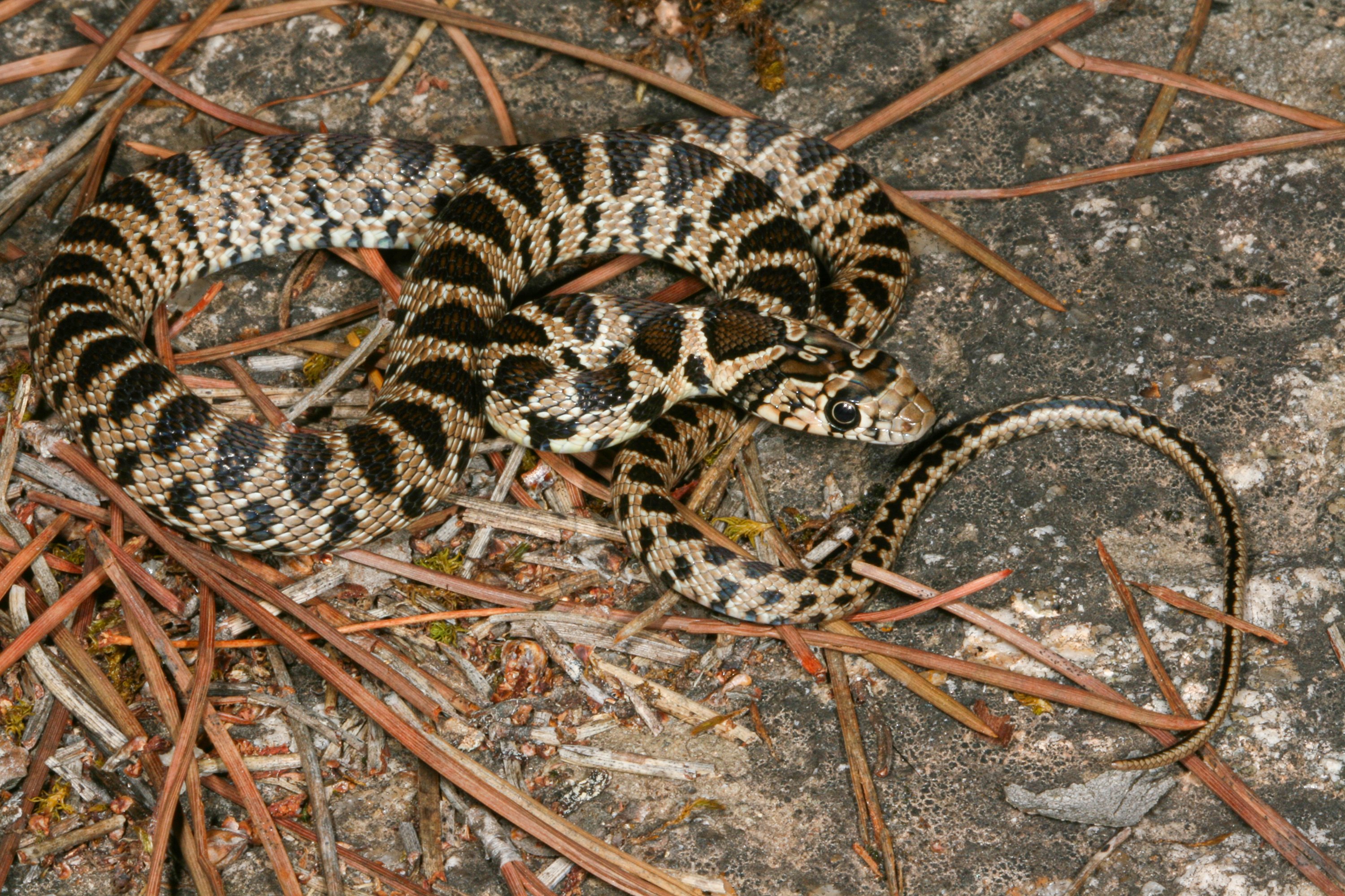 Hemorrhois hippocrepis