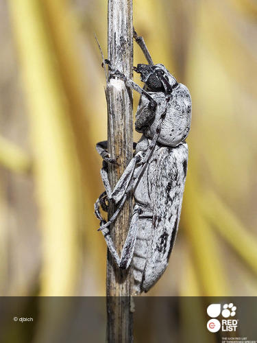 Hesperoferus roridus