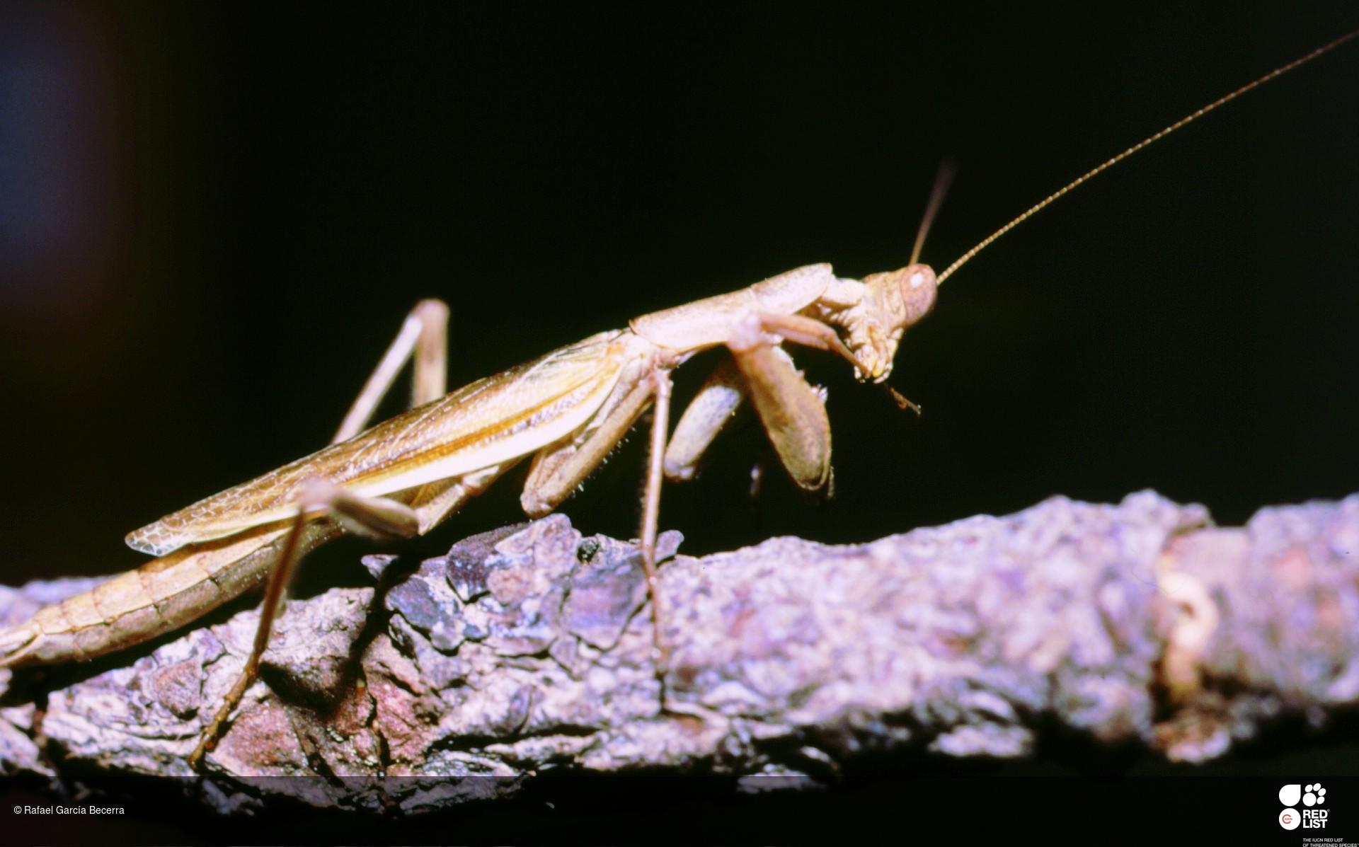 Ameles gracilis