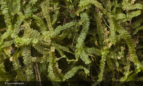 Heteroscyphus denticulatus