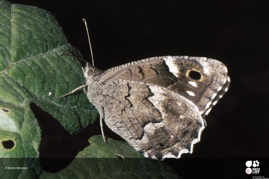 Hipparchia bacchus