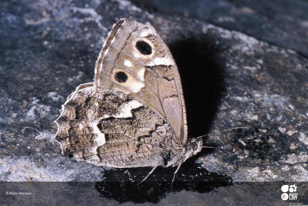 Hipparchia tilosi