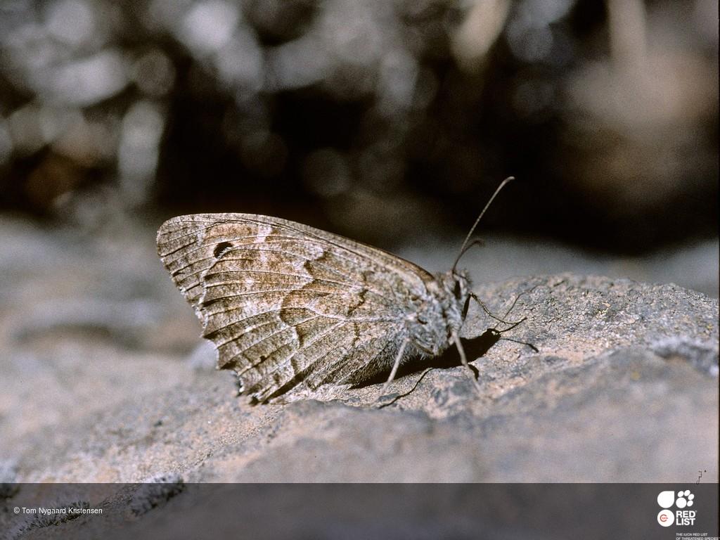 Hipparchia wyssii