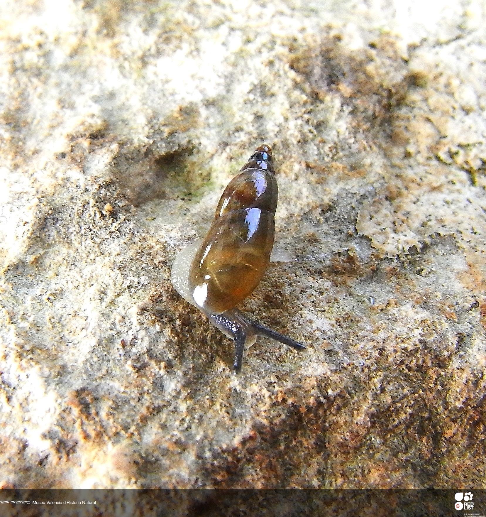Hohenwartiana disparata