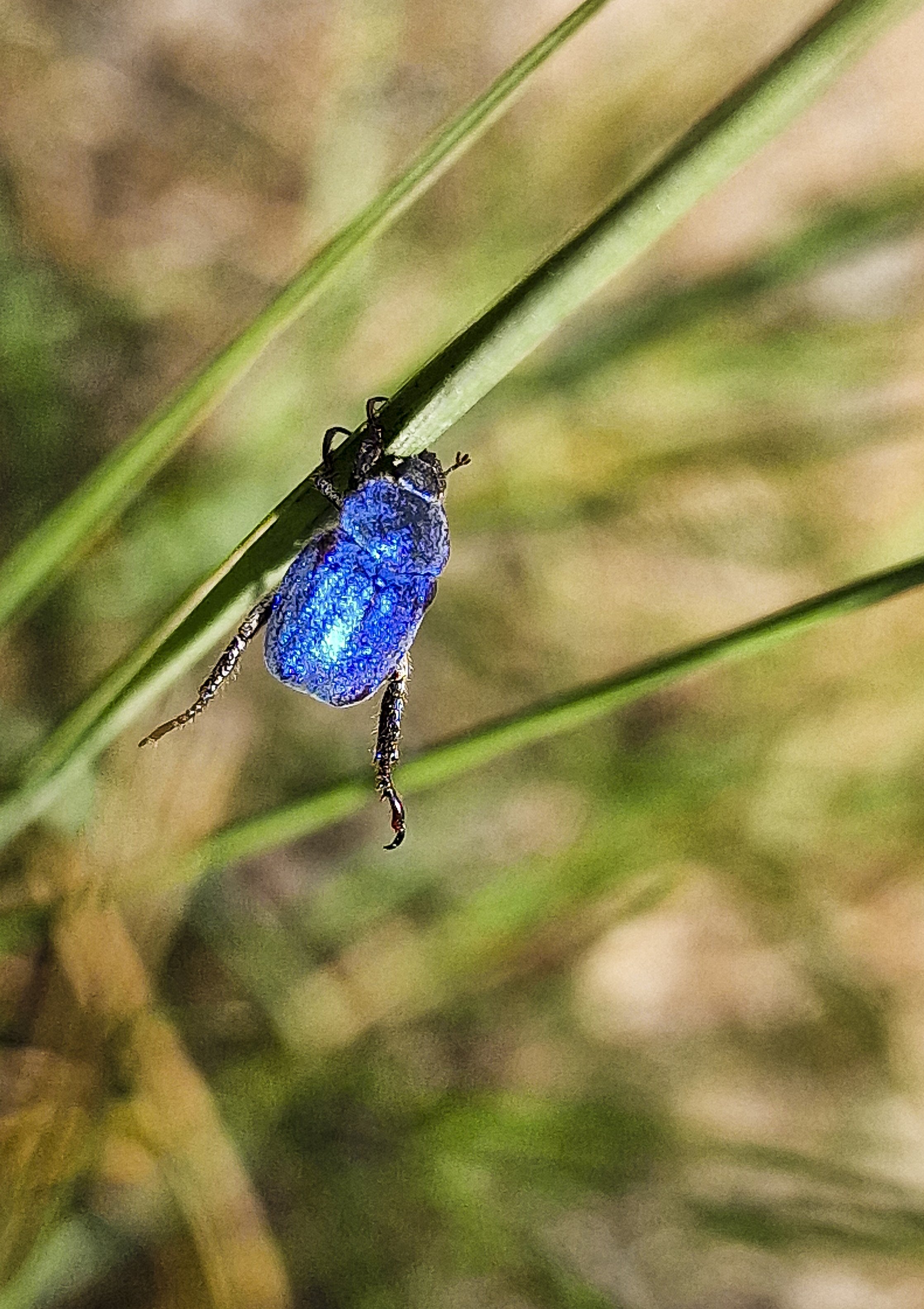 Hoplia coerulea