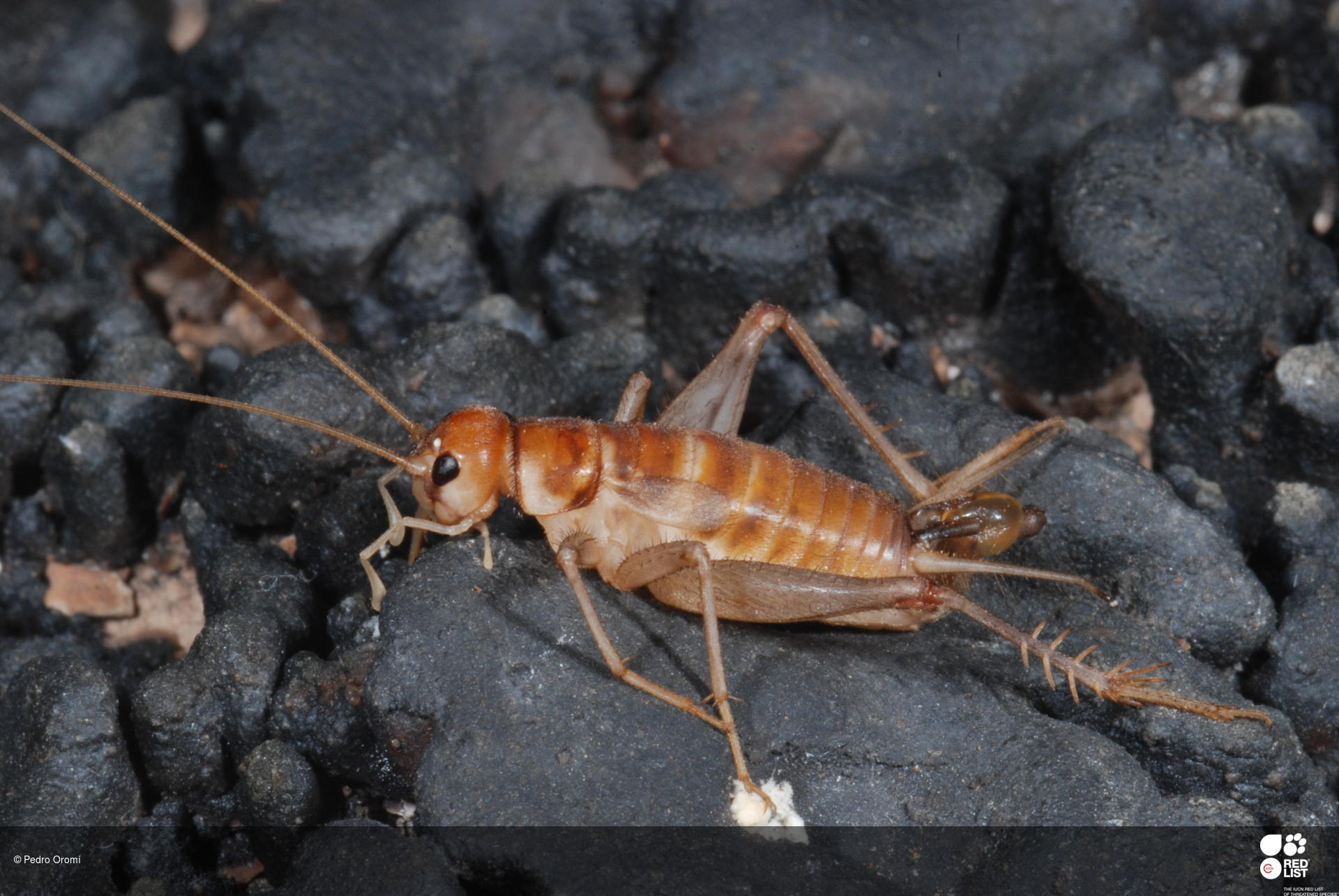 Hymenoptila lanzarotensis