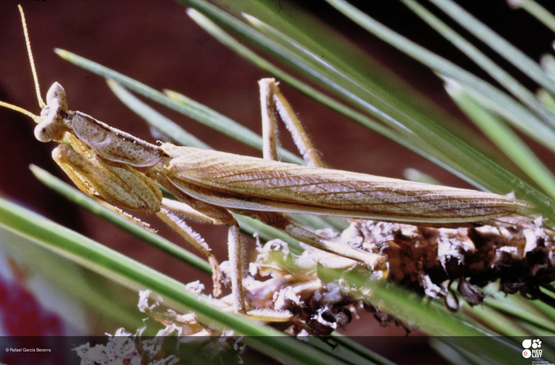 Ameles limbata