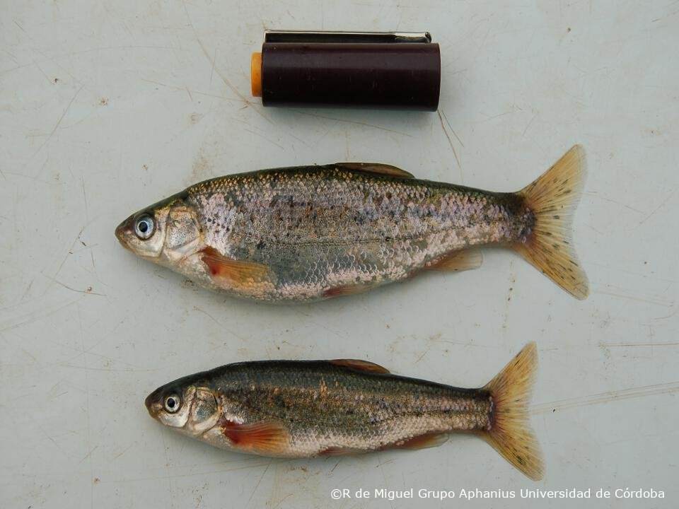 Iberochondrostoma lemmingii