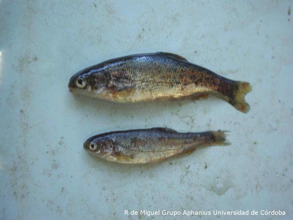 Iberochondrostoma oretanum