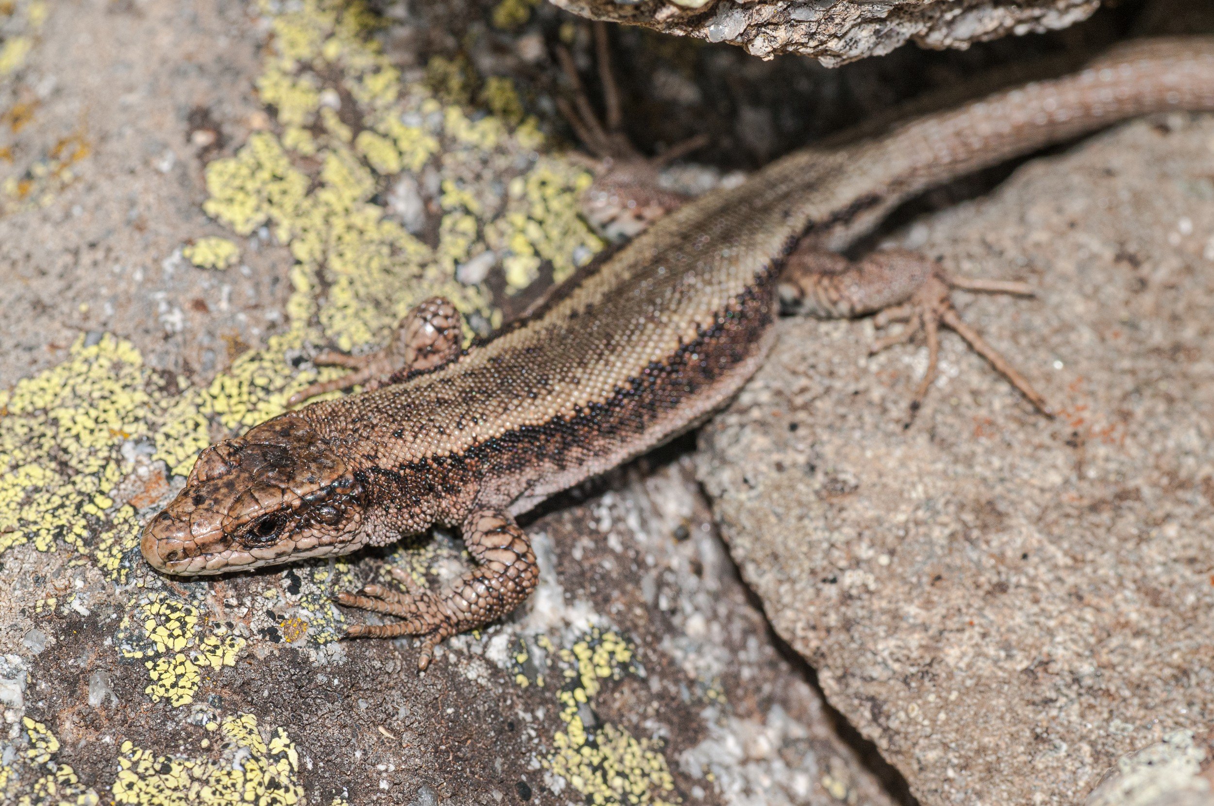 Iberolacerta bonnali