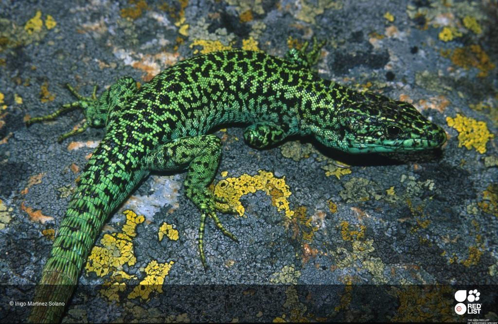 Iberolacerta cyreni