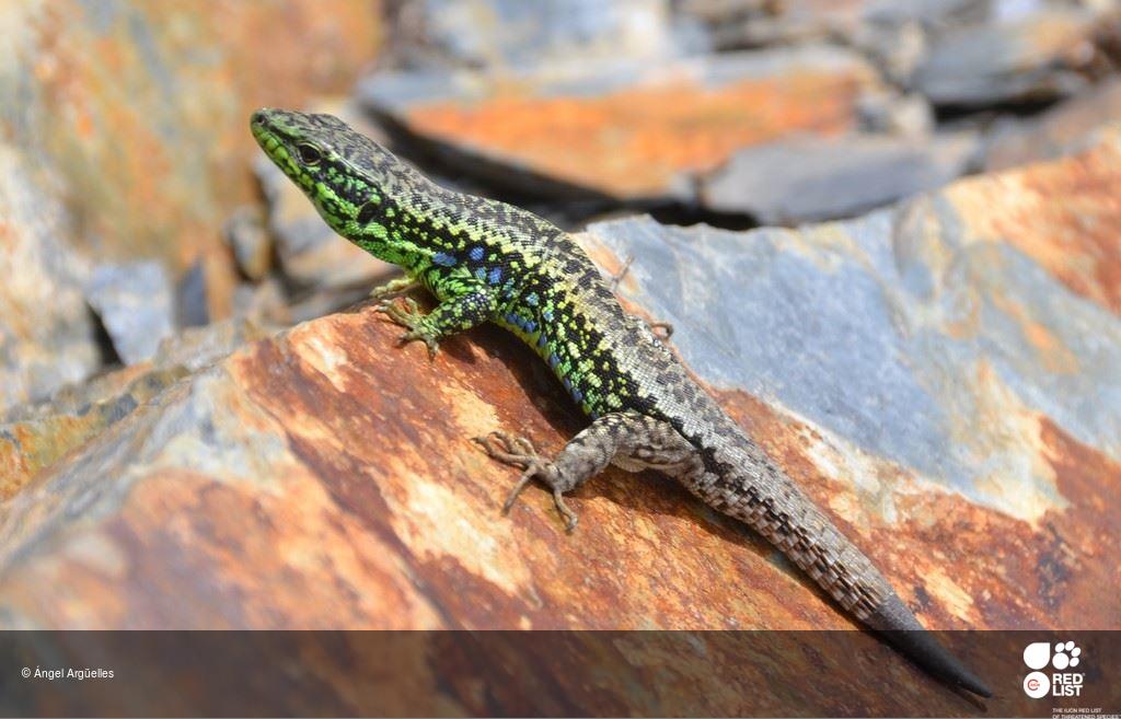 Iberolacerta galani