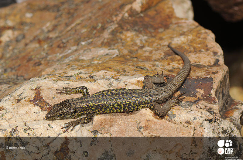 Iberolacerta martinezricai