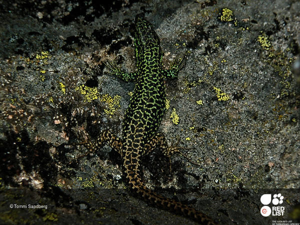 Iberolacerta monticola