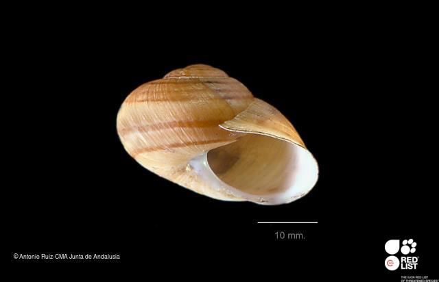 Iberus alonensis