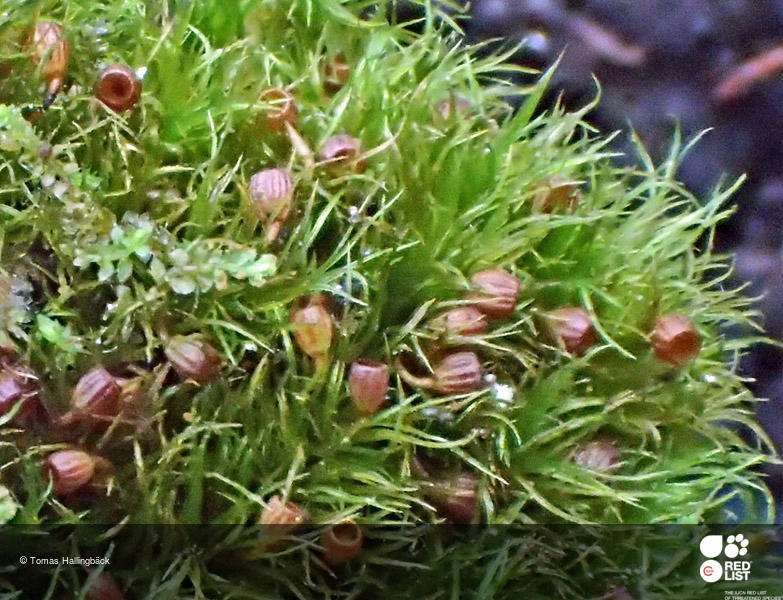 Amphidium curvipes