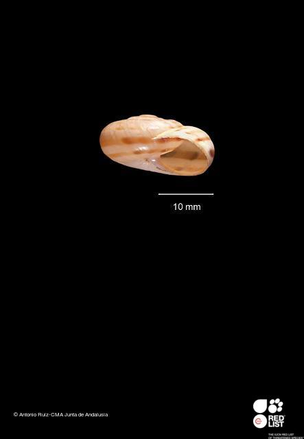 Iberus angustatus