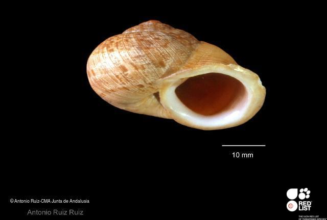 Iberus campesinus