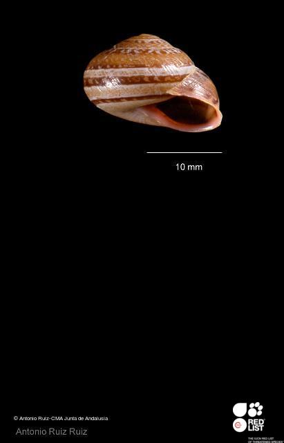 Iberus marmoratus