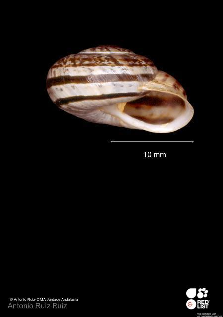 Iberus ortizi