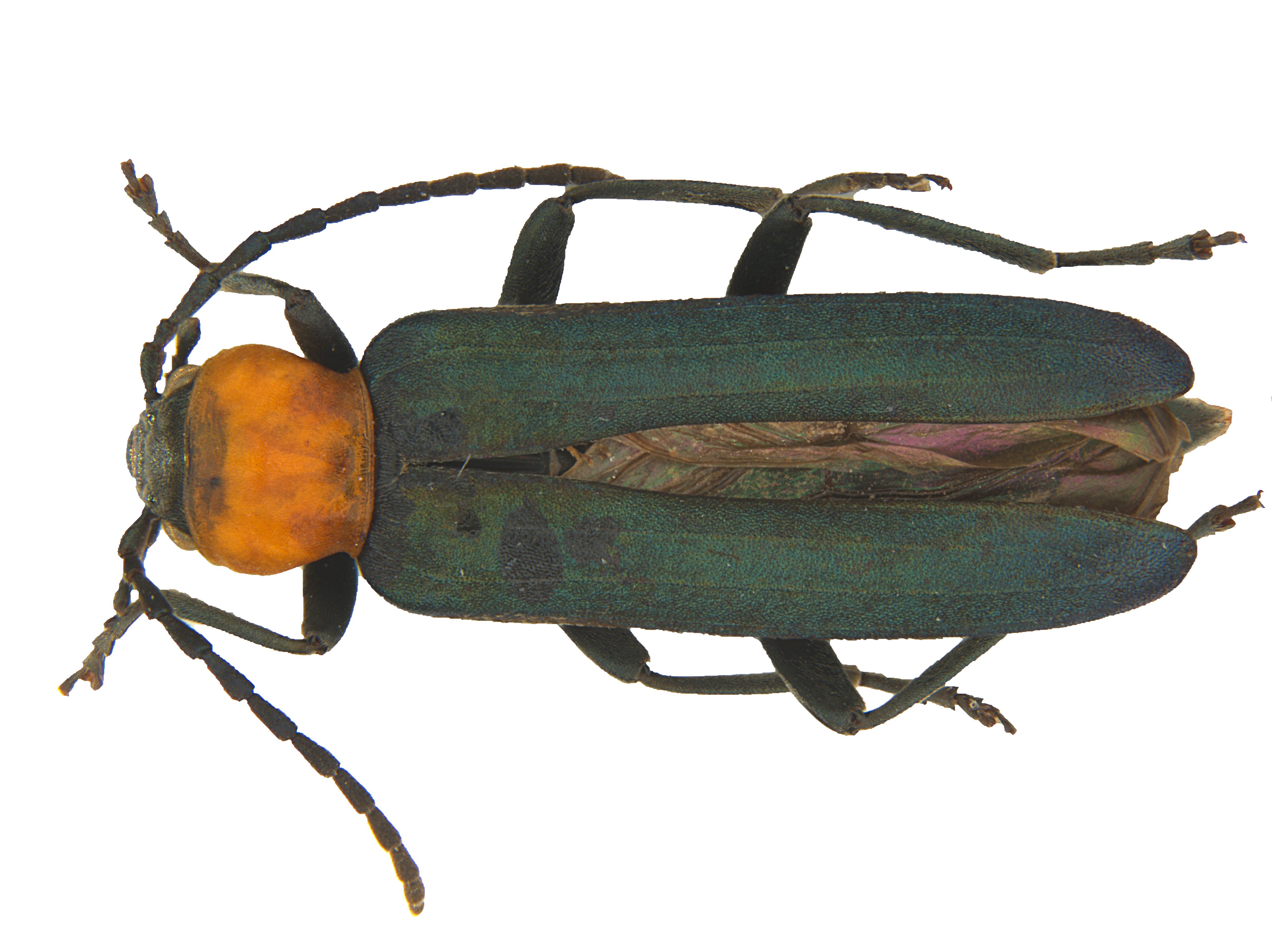 Ischnomera xanthoderes
