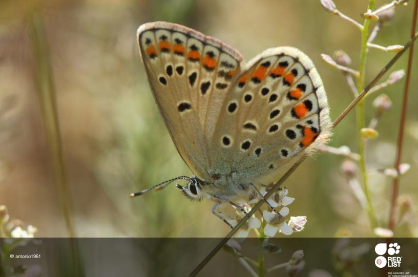 Kretania hesperica
