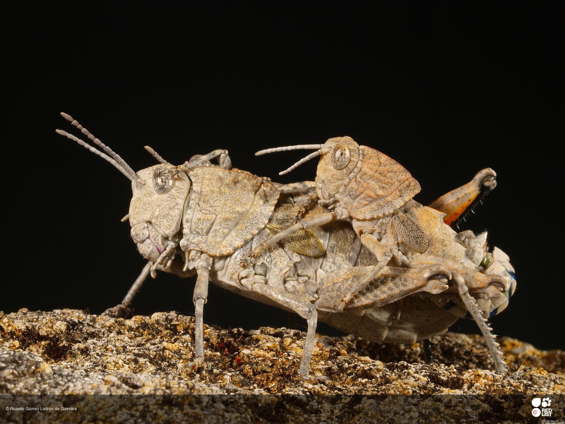 Kurtharzia sulcata