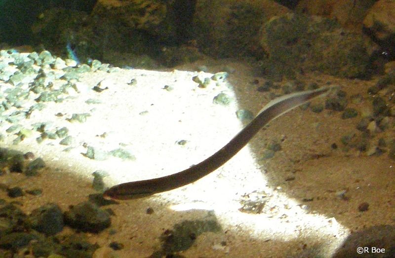 Lampetra planeri