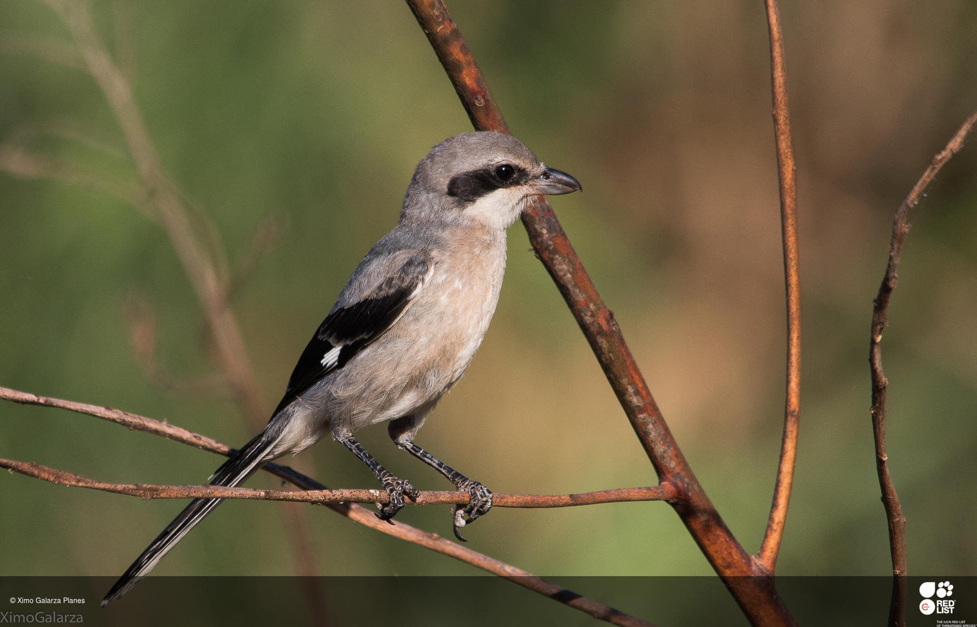 Lanius meridionalis