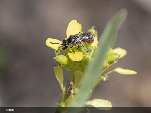 Lasioglossum arctifrons