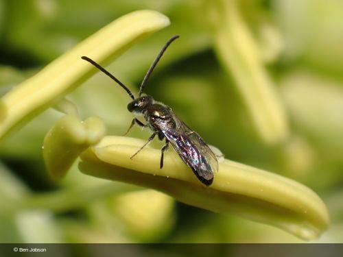 Lasioglossum loetum