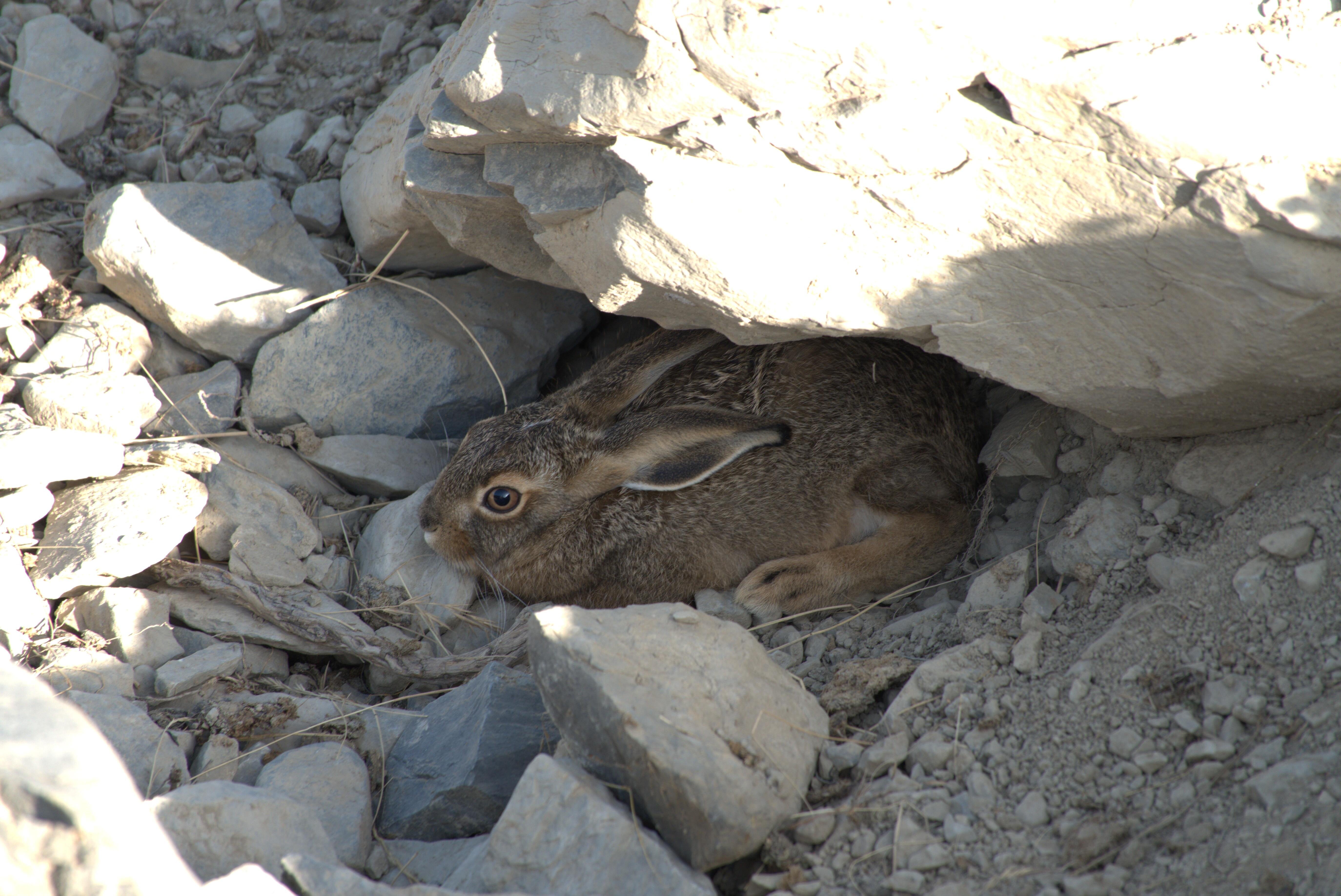 Lepus europaeus