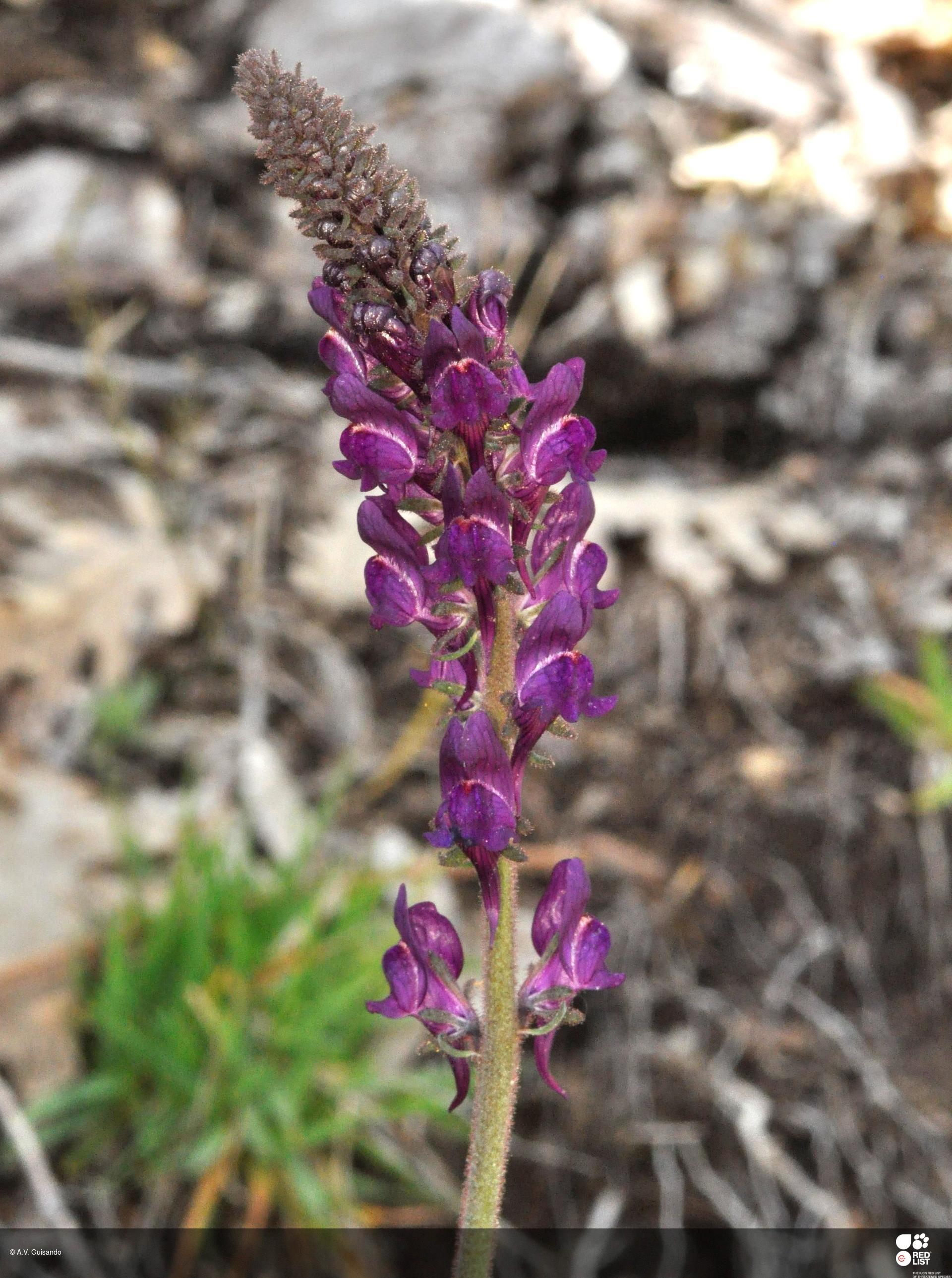 Linaria vettonica