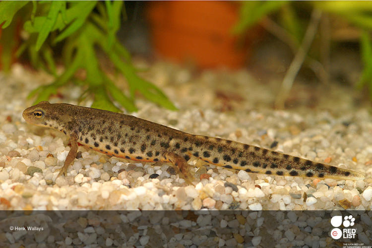 Lissotriton boscai