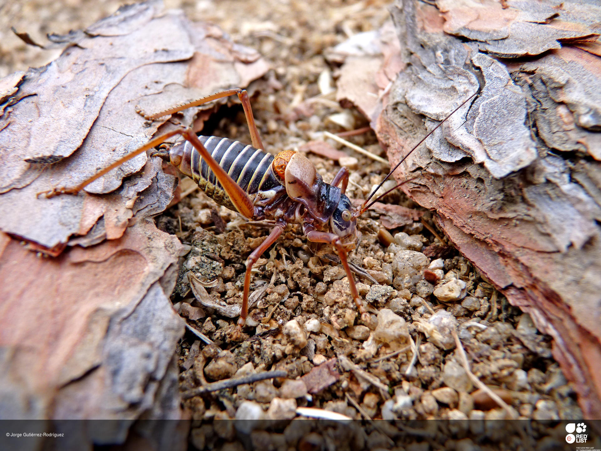 Lluciapomaresius eclipticus
