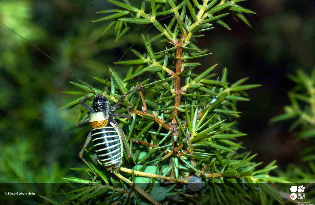 Lluciapomaresius ortegai