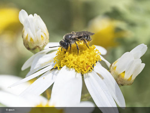 Andrena acuta