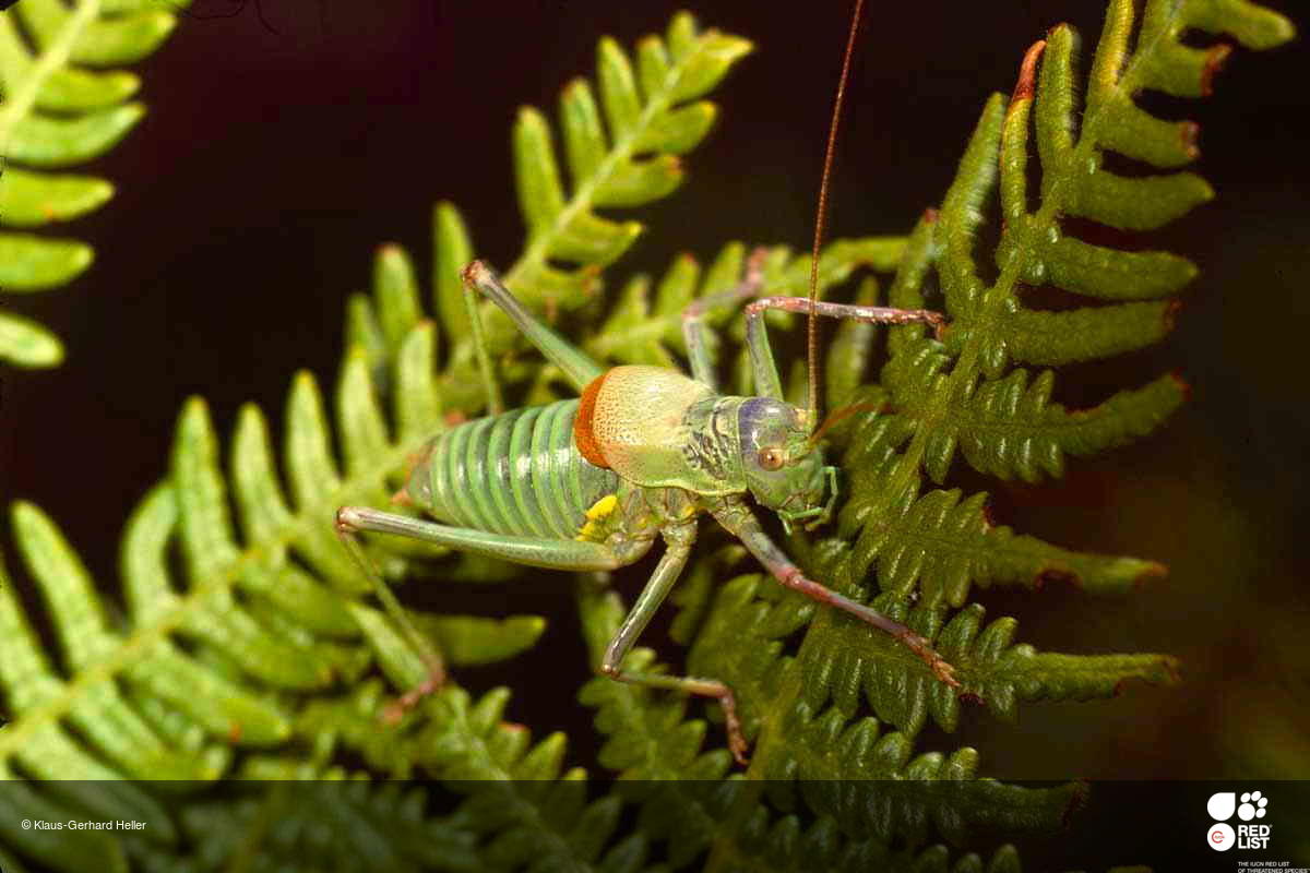 Lluciapomaresius stalii