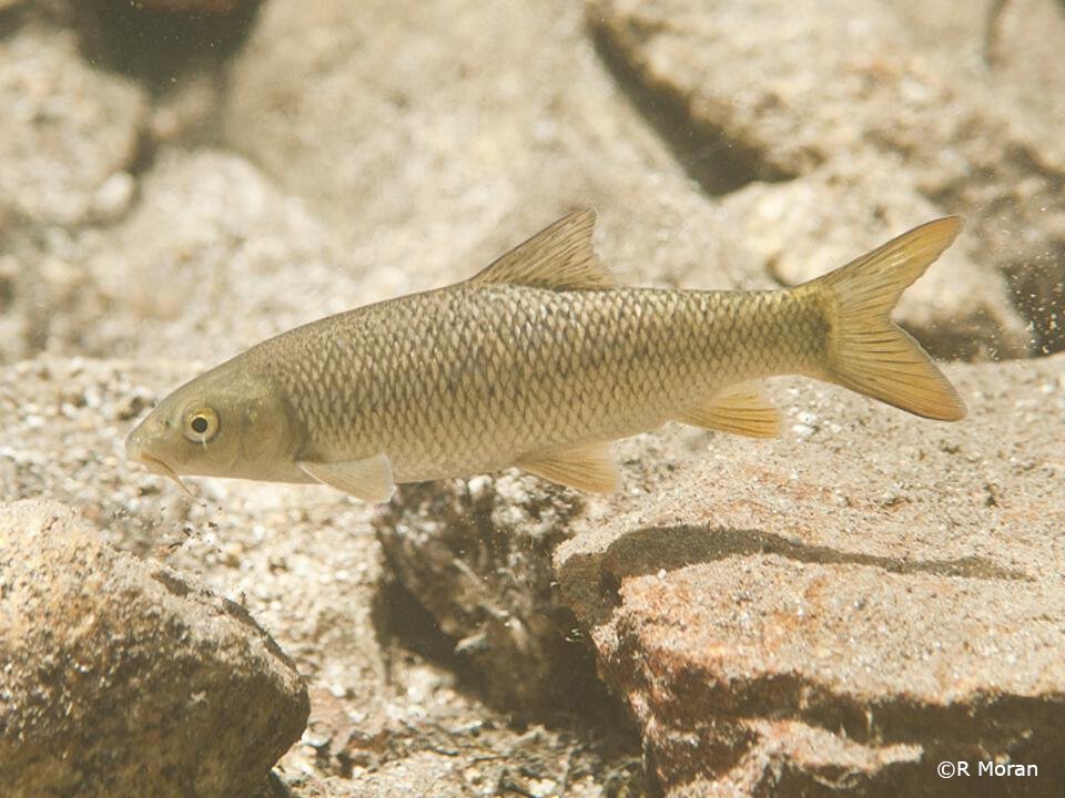 Luciobarbus bocagei