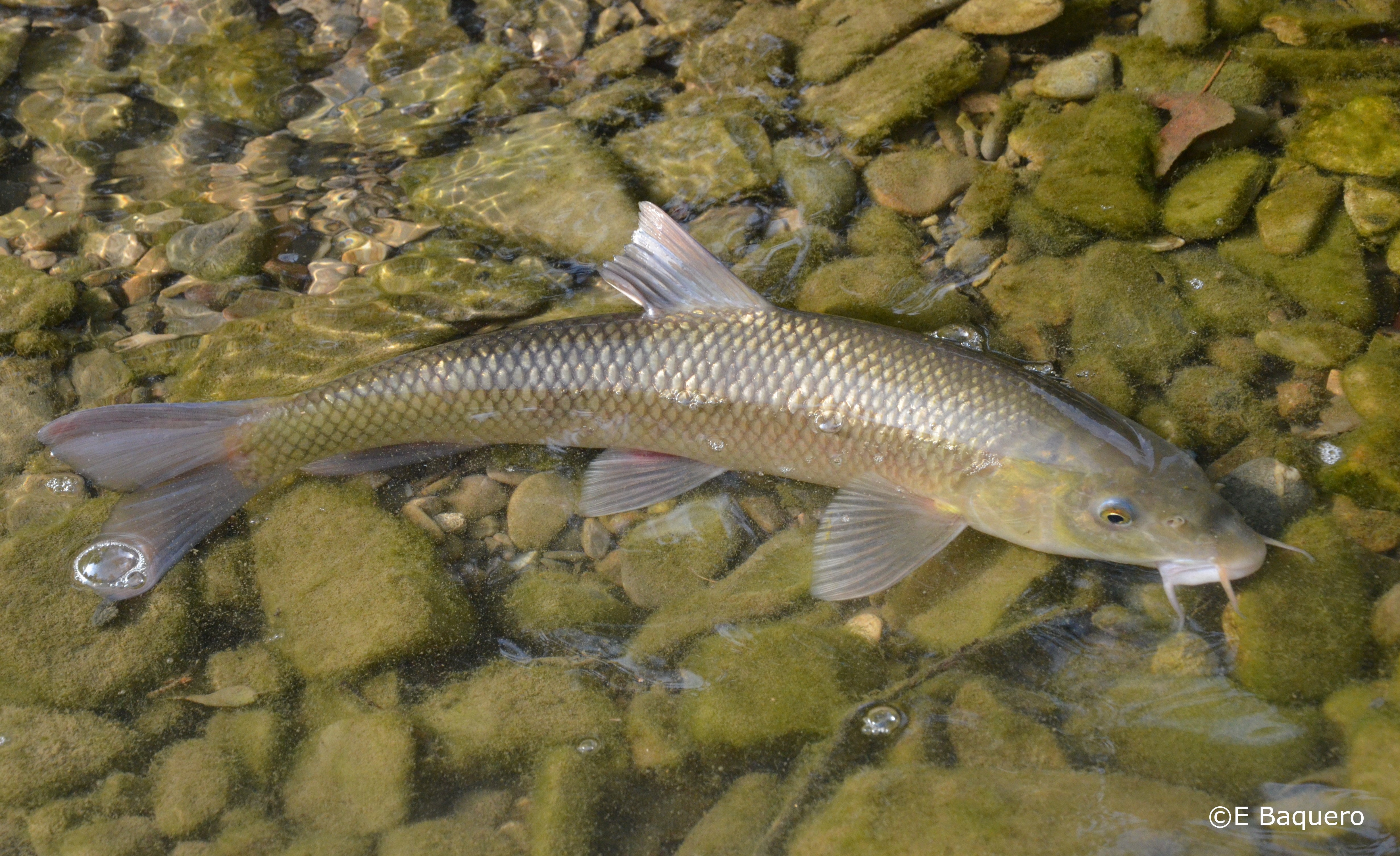 Luciobarbus graellsii