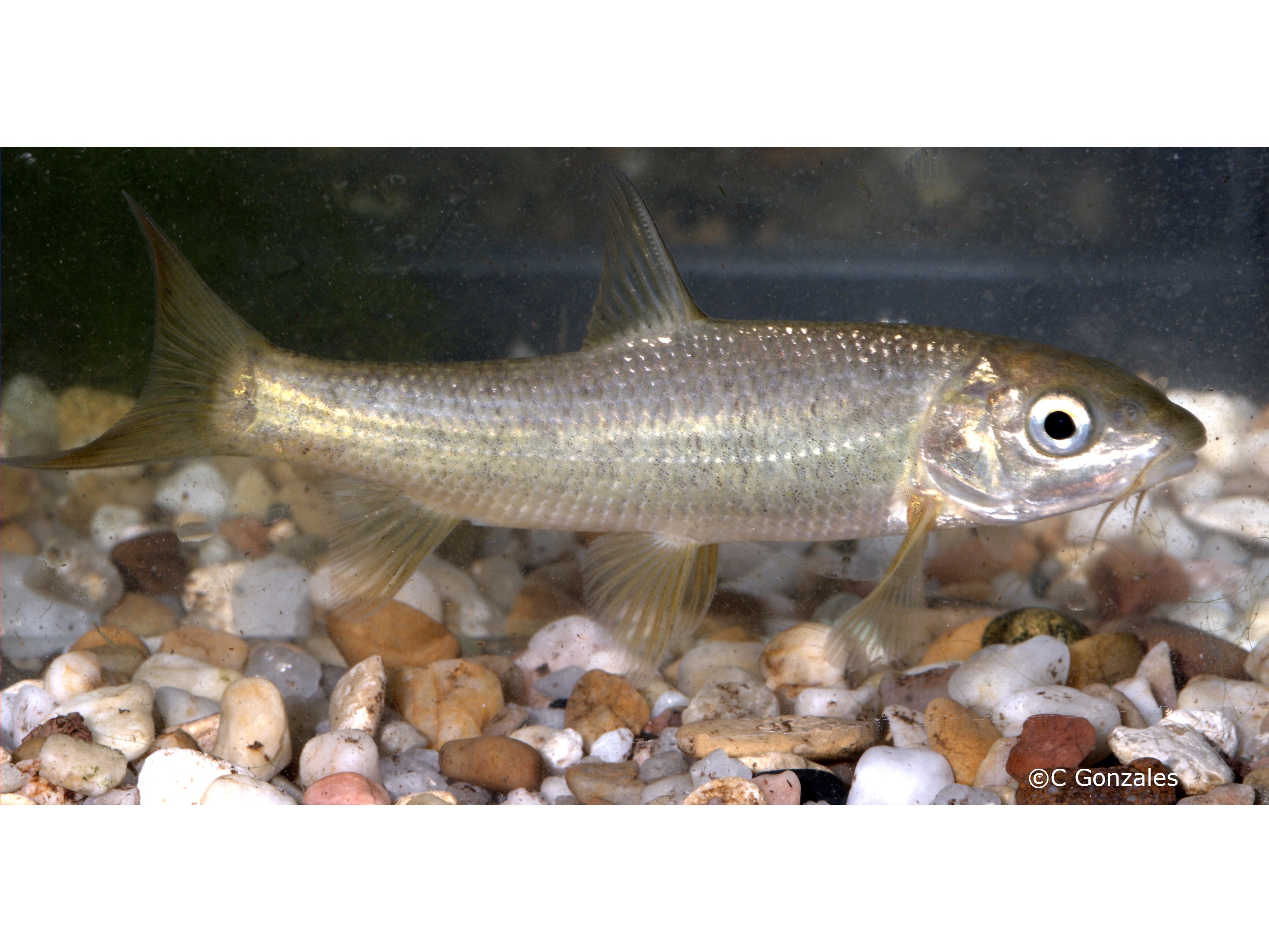 Luciobarbus sclateri