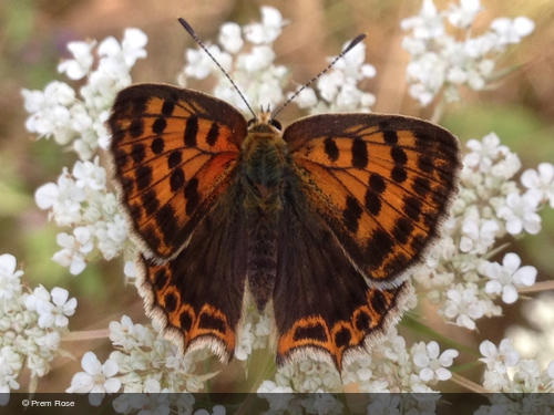 Lycaena bleusei