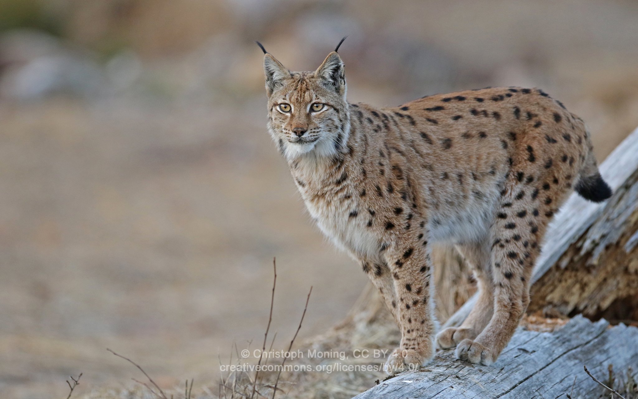 Lynx lynx