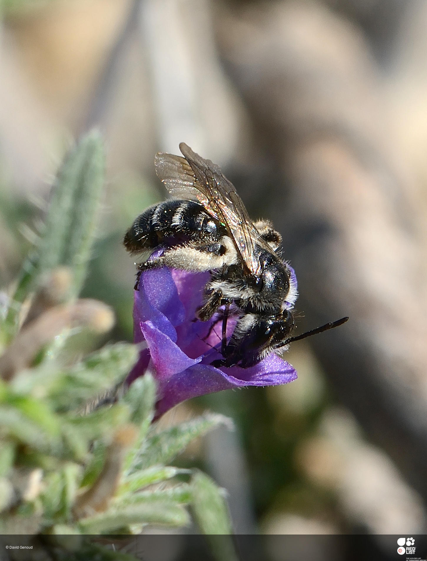 Andrena solenopalpa