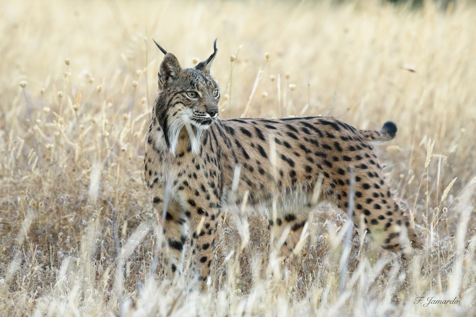 Lynx pardinus