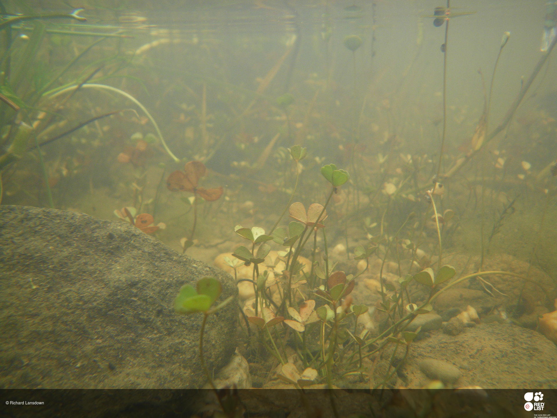 Marsilea batardae