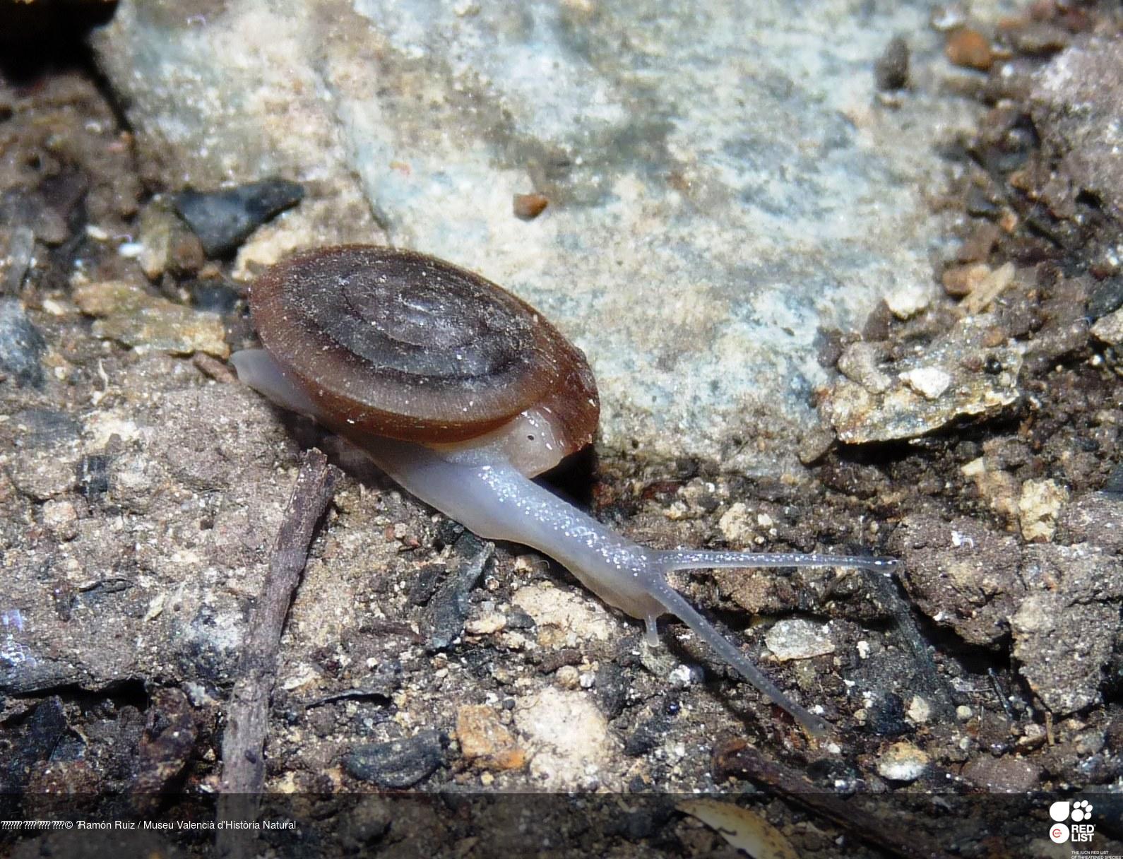 Mastigophallus rangianus