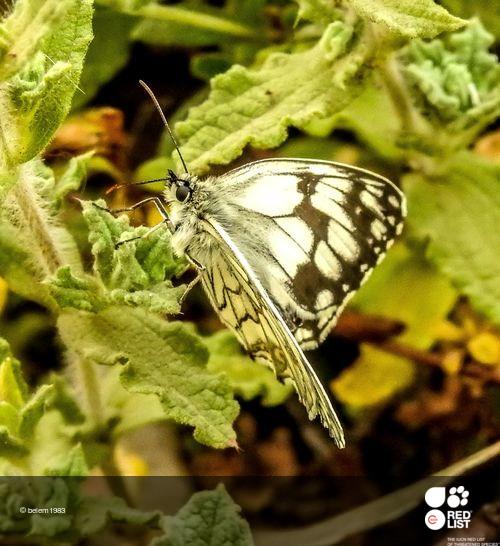 Melanargia lachesis