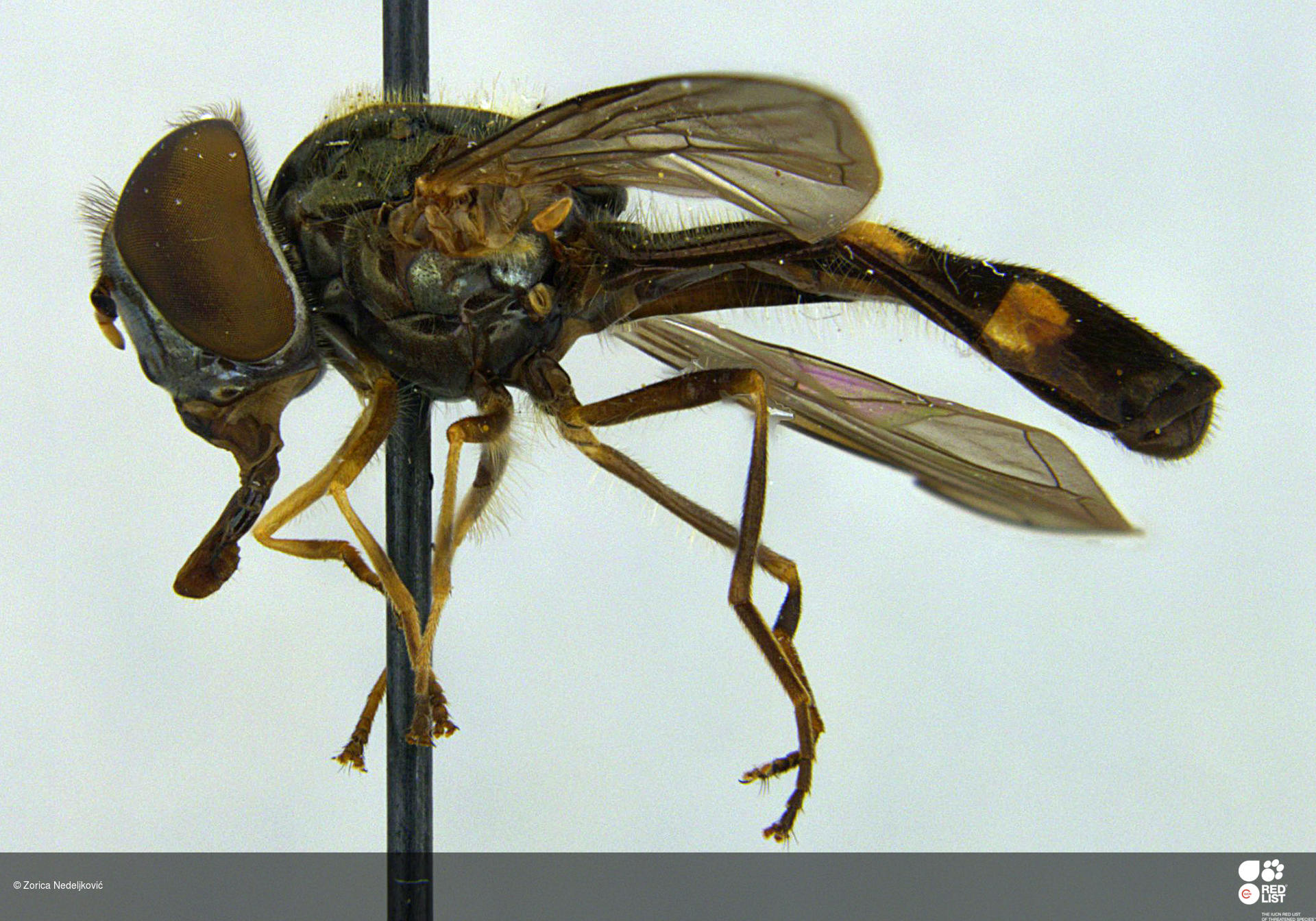 Melanostoma incompletum